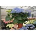 Гортензия Hydrangea EARLY BLUE